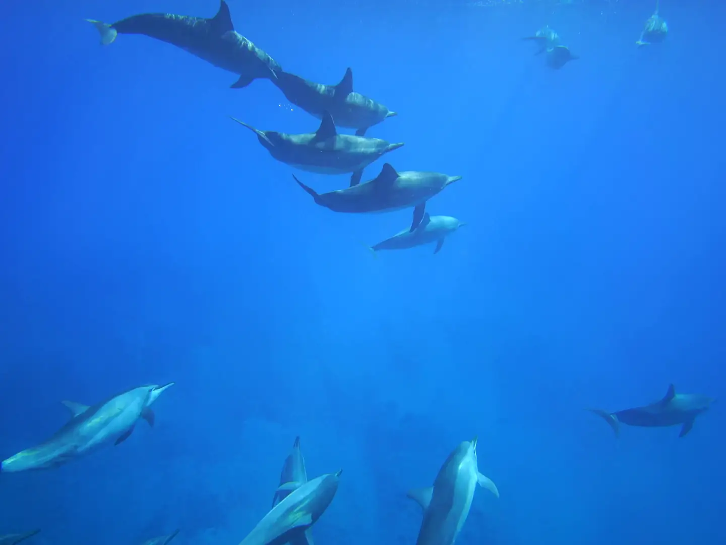 Representative film: dolphins below the surface, a snorkeller diving down, and a snorkeller over a reef seen from above