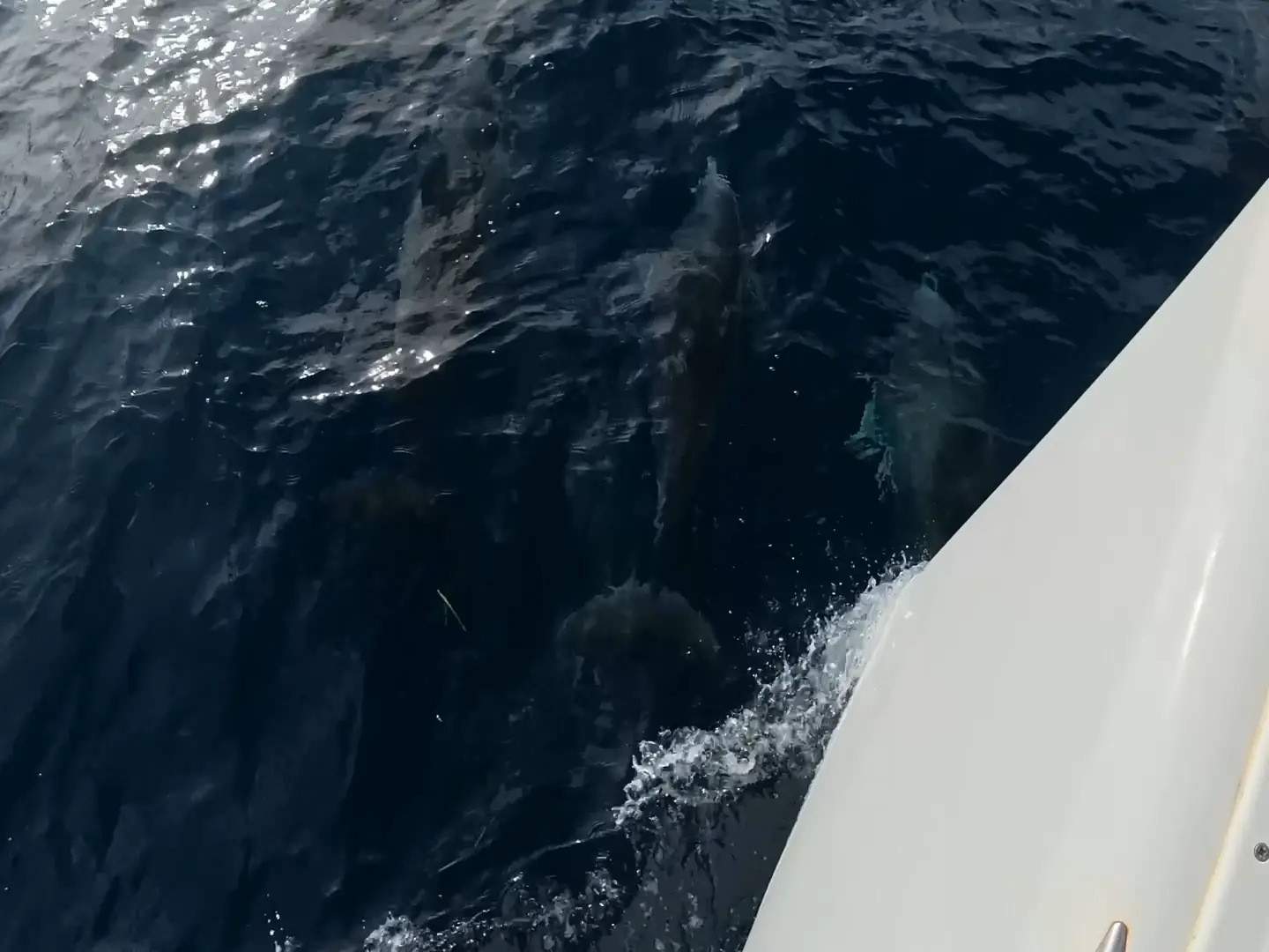Representative film: dolphins swimming beside a boat, a pod at the surface seen from above, and dolphins below the surface