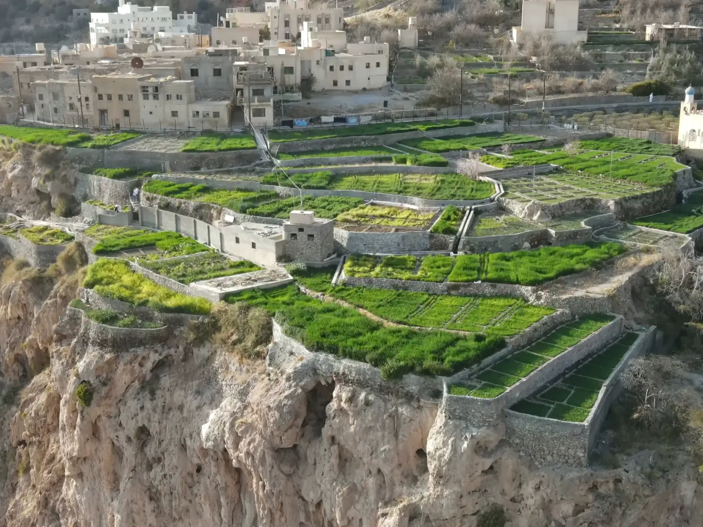 Film flying over green terraces on a cliff edge on Jabal Akhdar, the terraced fields from above, and an old mud-brick village among palms at the foot of the mountain
