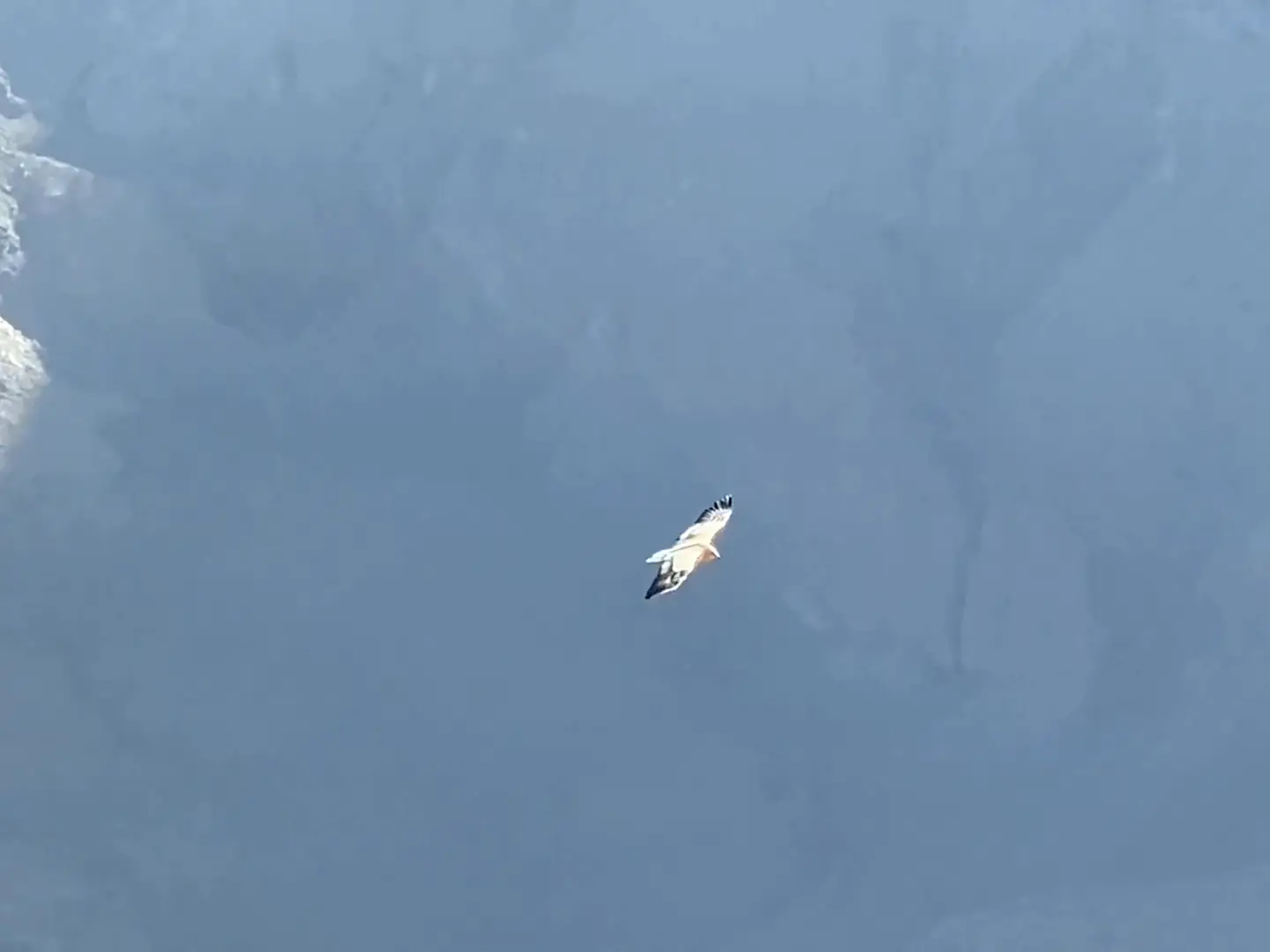 Film of an eagle gliding along the cliffs of the canyon below Jabal Shams, Oman’s highest mountain