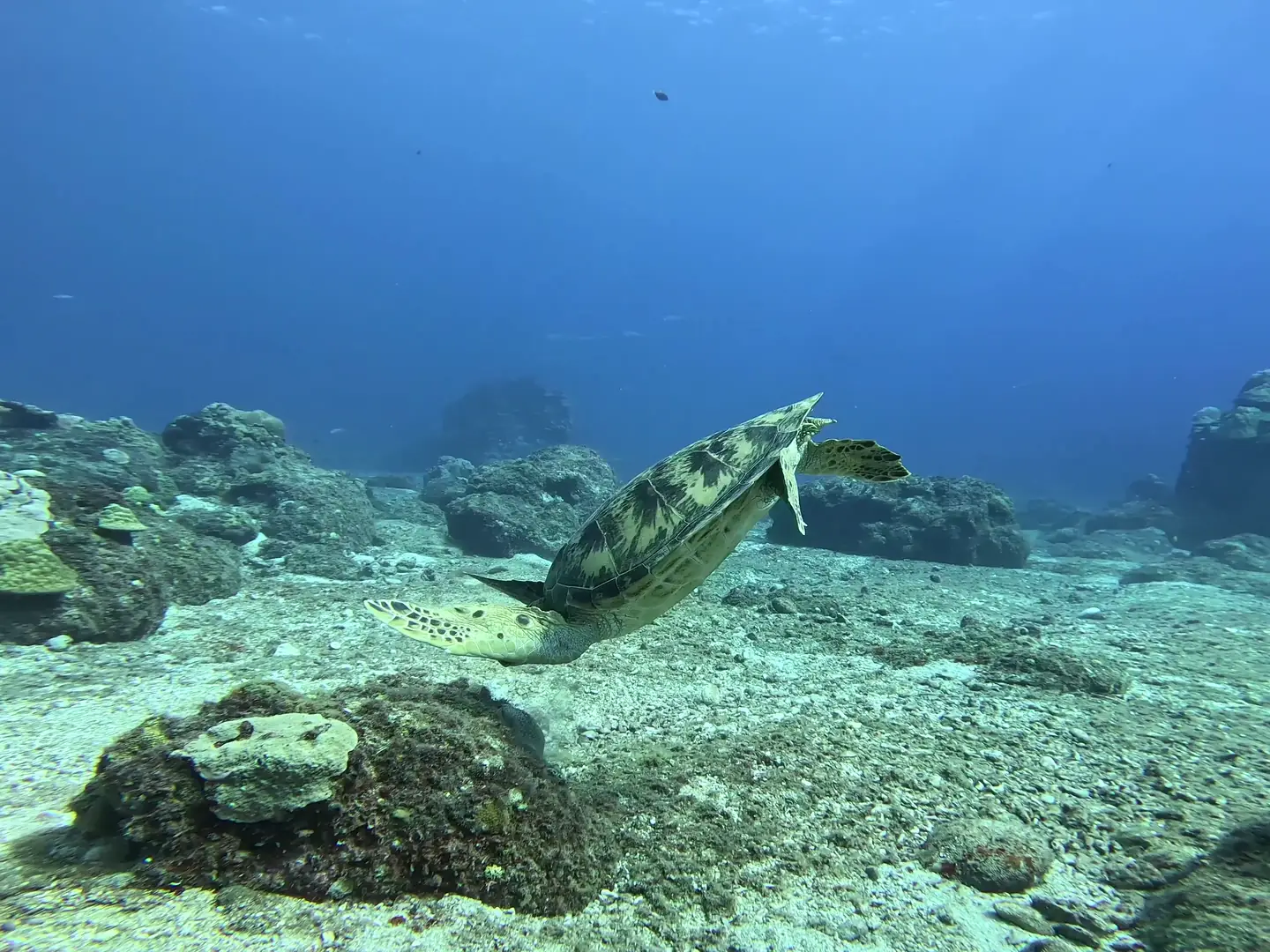 Representative film: a sea turtle over a coral reef, kayaks on open water, reef fish among the coral, and a second turtle